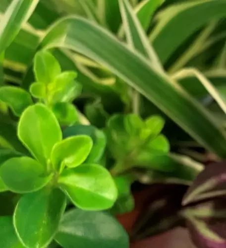 Tips voor het verzorgen van jouw kamerplanten! (5 tips)