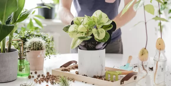 Top 3 luchtzuiverende kamerplanten