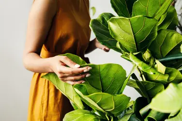 Trendy kamerplanten: dé groene trends voor 2025!