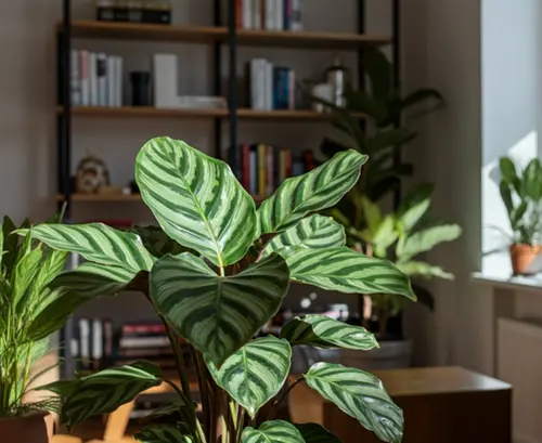Verleng je vakantiegevoel met deze zomerse kamerplanten