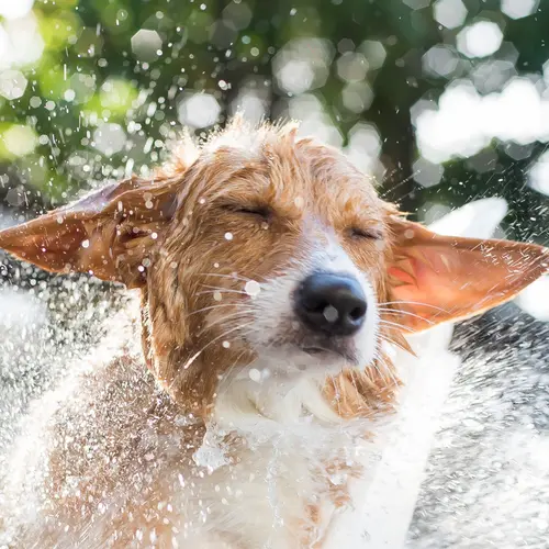 Zomer voor je huisdier: zo houdt je favoriete huisgenoot het hoofd koel