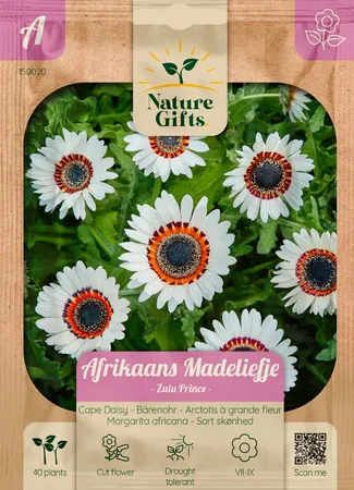 Afrikaans madeliefje zulu prince 40st - afbeelding 1