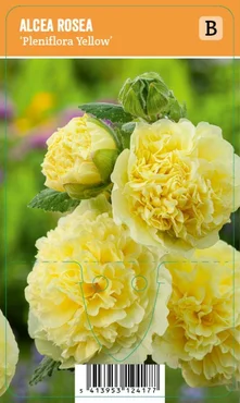 V.I.P.S. Alcea rosea ''Pleniflora Yellow'' – Stokroos (P9)