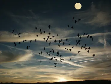 Alexsar Art schilderij Deco panel birds swarm 120x80cm - afbeelding 2