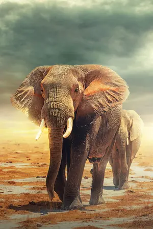 Alexsar Art schilderij Deco panel olifanten 120x80cm