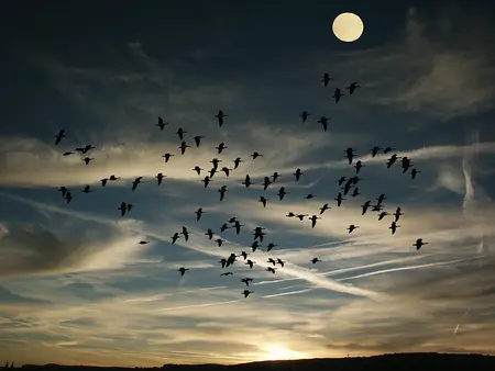 Alexsar Art schilderij Glas art birds swarm 120x80cm