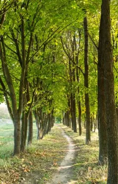 Alexsar Art Tuindoek bomen laantje 90x140cm - afbeelding 1