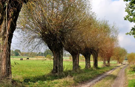 Alexsar Art Tuindoek bomen wei 140x90cm - afbeelding 1