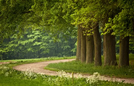 Alexsar Art Tuindoek bomenpad 210x140cm