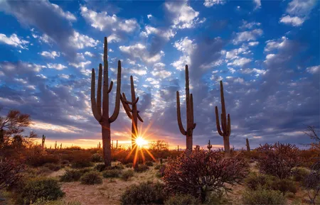 Alexsar Art Tuindoek cactussen 140x90cm - afbeelding 1