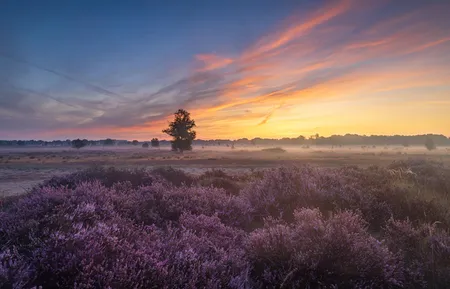 Alexsar Art Tuindoek drenthe lavendel 140x90cm - afbeelding 1