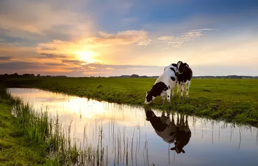 Alexsar Art Tuindoek koe