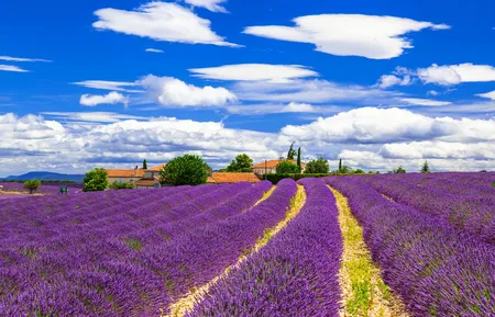 Alexsar Art Tuindoek lavendelvelden 140x90cm - afbeelding 1