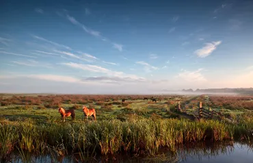 Alexsar Art Tuindoek pony weide 210x140cm - afbeelding 1