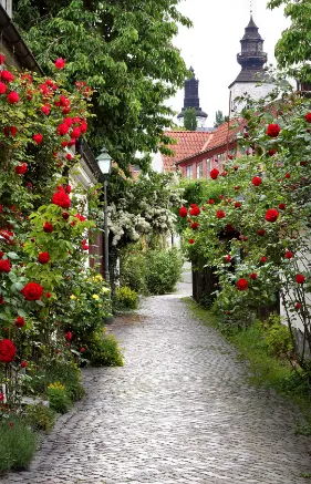 Alexsar Art Tuindoek rozenpad 210x140cm