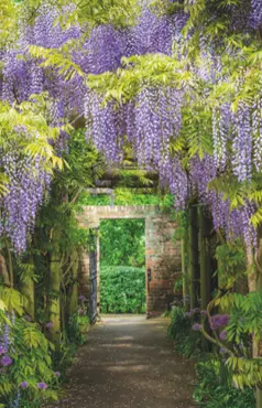 Alexsar Art Tuindoek wisteria tunnel