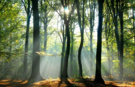 Alexsar Art Tuindoek zonnestraal 210x140cm