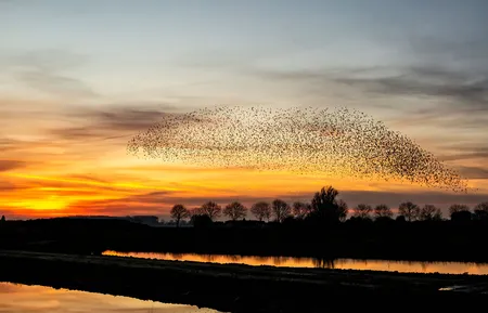 Alexsar Art Tuindoek zwerm spreeuwen 140x90cm - afbeelding 1