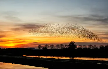 Alexsar Art Tuindoek zwerm spreeuwen 140x90cm - afbeelding 1