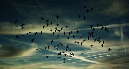 Alexsar Art Tuinschilderij birds swarm 130x70cm - afbeelding 1