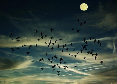 Alexsar Art Tuinschilderij birds swarm 70x50cm - afbeelding 1