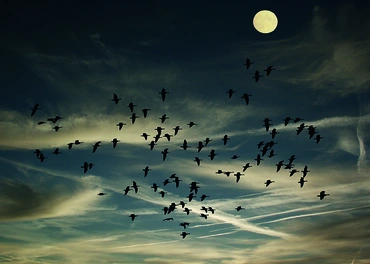 Alexsar Art Tuinschilderij birds swarm 70x50cm - afbeelding 1