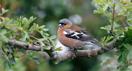 Alexsar Art Tuinschilderij boekvink 130x70cm