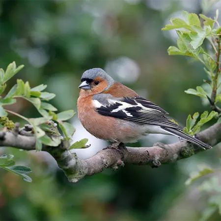 Alexsar Art Tuinschilderij boekvink 50x50cm - afbeelding 1