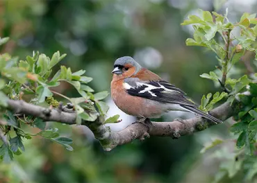 Alexsar Art Tuinschilderij boekvink 70x50cm - afbeelding 1