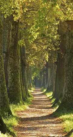 Alexsar Art Tuinschilderij bomen laan 130x70cm