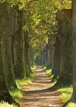 Alexsar Art Tuinschilderij bomen laan 70x50cm - afbeelding 1