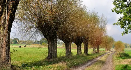 Alexsar Art Tuinschilderij bomen wei 130x70cm - afbeelding 1