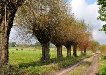 Alexsar Art Tuinschilderij bomen wei