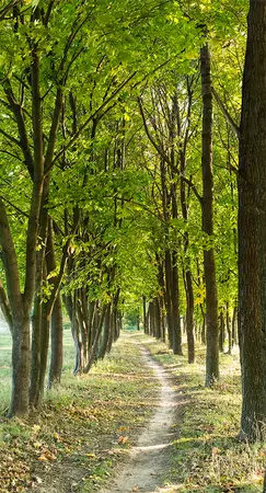 Alexsar Art Tuinschilderij bomenlaantje 130x70cm