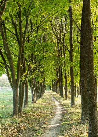 Alexsar Art Tuinschilderij bomenlaantje 70x50cm - afbeelding 1