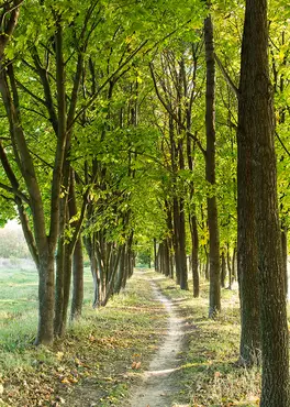 Alexsar Art Tuinschilderij bomenlaantje 70x50cm - afbeelding 1