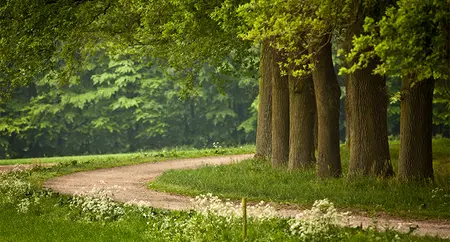 Alexsar Art Tuinschilderij bomenpad 130x70cm