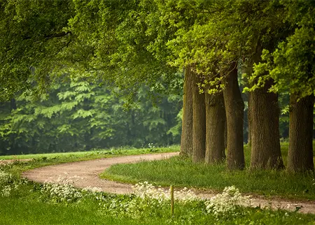 Alexsar Art Tuinschilderij bomenpad 70x50cm - afbeelding 1