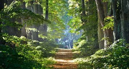 Alexsar Art Tuinschilderij bospad 130x70cm