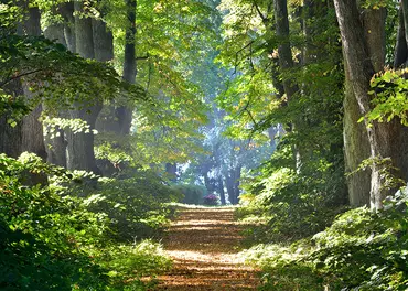 Alexsar Art Tuinschilderij bospad 70x50cm - afbeelding 1