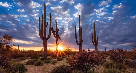 Alexsar Art Tuinschilderij cactussen 130x70cm - afbeelding 1