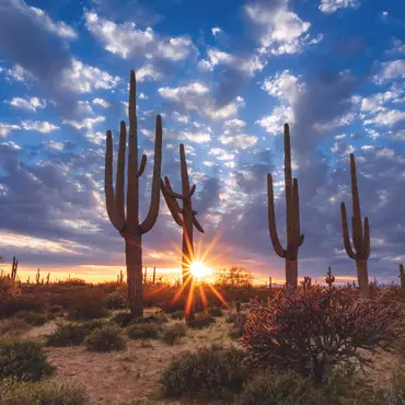Alexsar Art Tuinschilderij cactussen 70x70cm - afbeelding 1