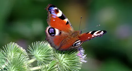 Alexsar Art Tuinschilderij dagpauwoog 130x70cm