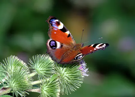 Alexsar Art Tuinschilderij dagpauwoog 70x50cm - afbeelding 1