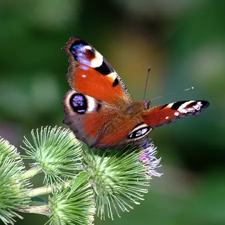 Alexsar Art Tuinschilderij dagpauwoog 70x70cm - afbeelding 1