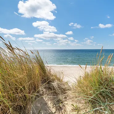 Alexsar Art Tuinschilderij duingras 50x50cm - afbeelding 1