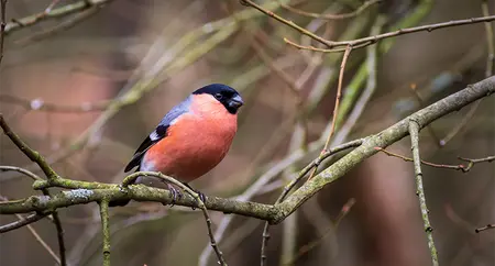 Alexsar Art Tuinschilderij goudvink 130x70cm - afbeelding 1