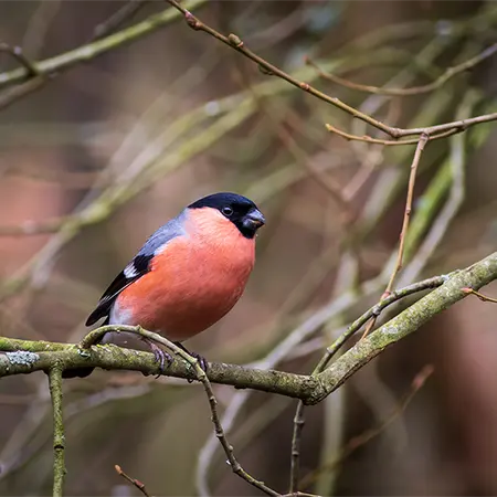 Alexsar Art Tuinschilderij goudvink  70x70cm - afbeelding 1