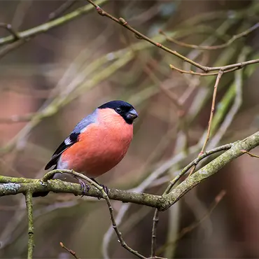Alexsar Art Tuinschilderij goudvink  70x70cm - afbeelding 1