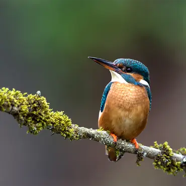 Alexsar Art Tuinschilderij ijsvogel 70x70cm - afbeelding 1